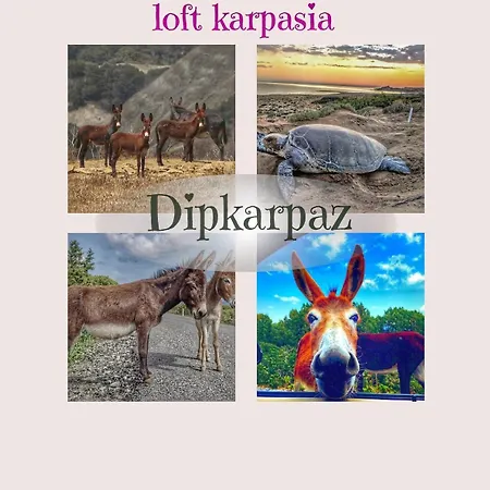 Loft Karpasia *