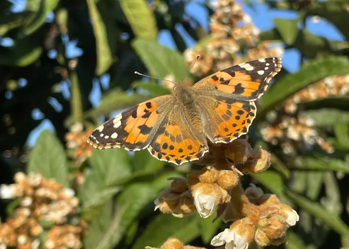 Loft Karpasia Semesterbostad